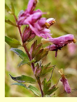 Зубчатка обыкновенная (Odontites vulgaris) Зубчатка обыкновенная (Odontites vulgaris)